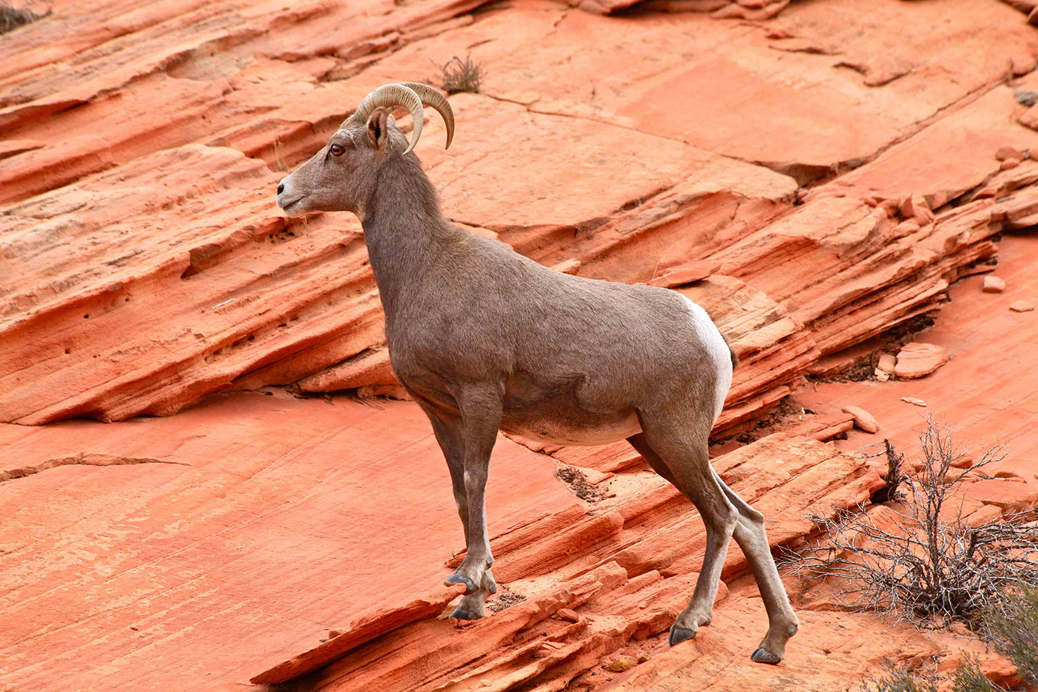 Steinbock