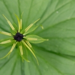 Photo Walk: Macro & Architecture Exploration