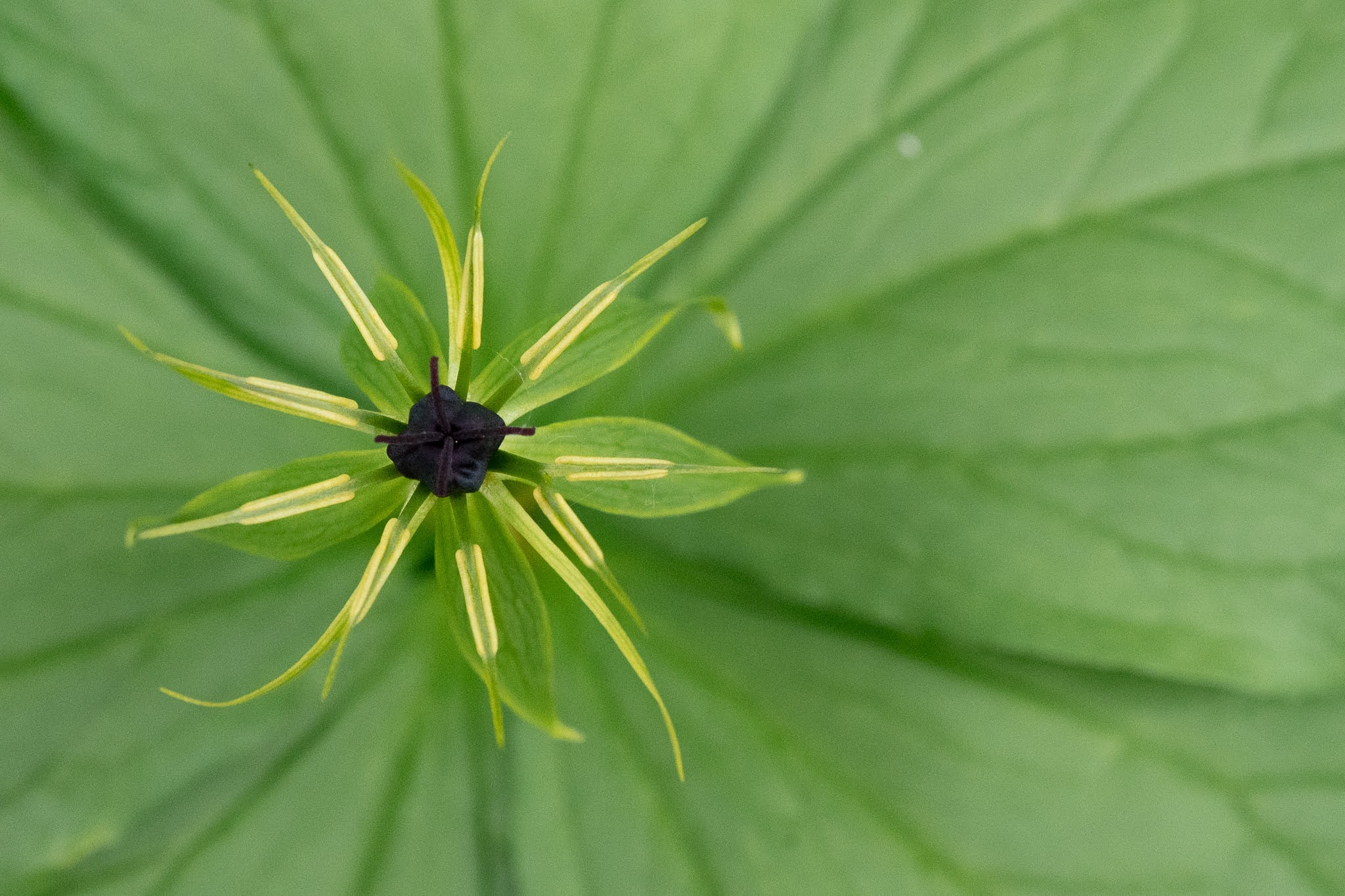 Photo Walk: Macro & Architecture Exploration