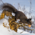 Squirrels and Birds Photowalk in Arosa