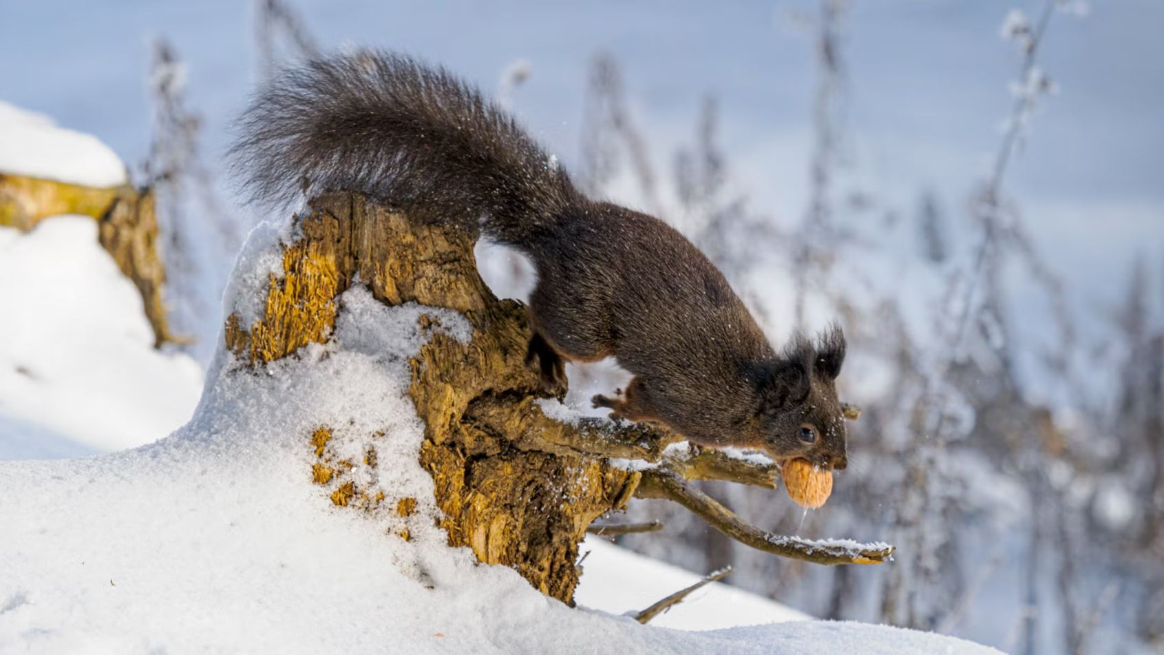 Squirrels and Birds Photowalk in Arosa
